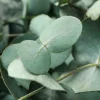 beautiful-eucalyptus-twigs-and-leaves-close-up-2023-11-27-04-59-26-utc (1)